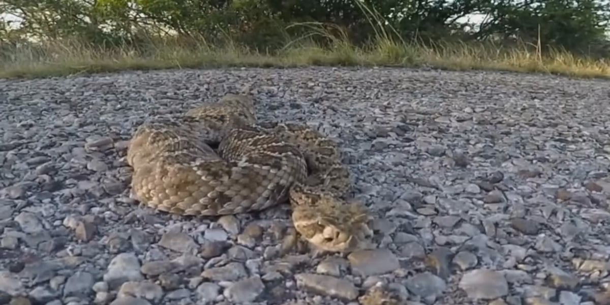 Idaho Fish and Game warns locals about rattlesnakes Idaho Fish and Game warns locals about rattlesnakes