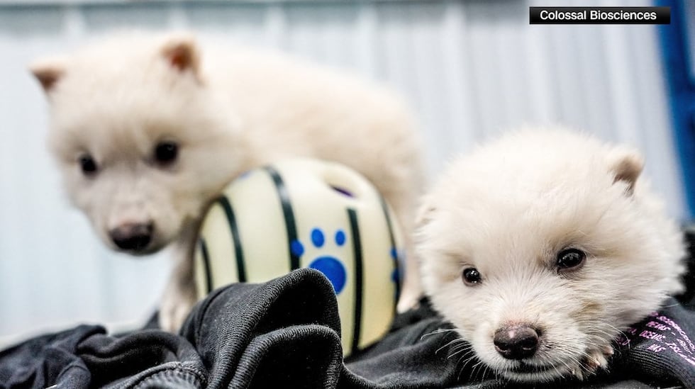 Scientists claim revival of extinct dire wolves through genetic engineering