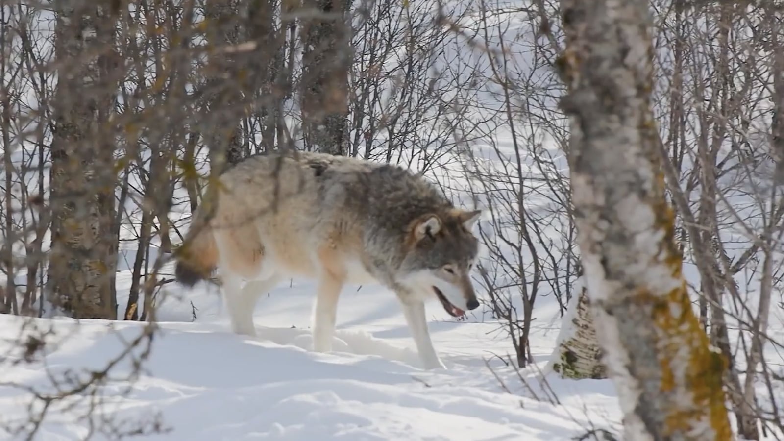 A Wolf Rapping Federal Court puts a hold on wolf trapping and snaring in Idaho grizzly ...