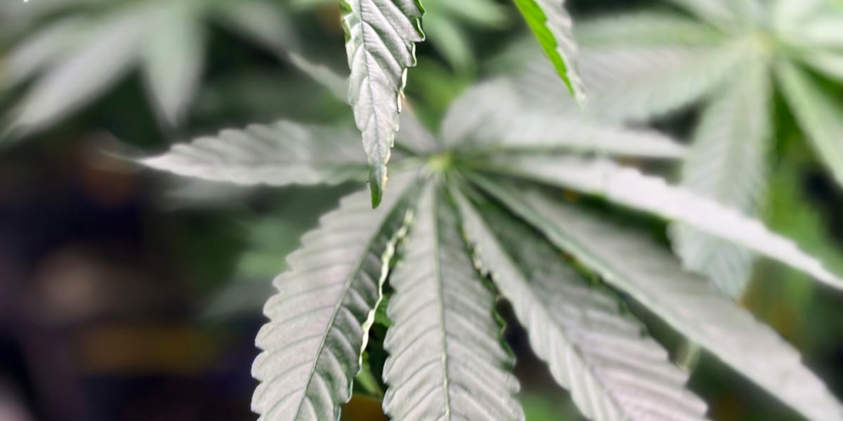 In rural Idaho, medical marijuana ballot initiative hits setback after ...
