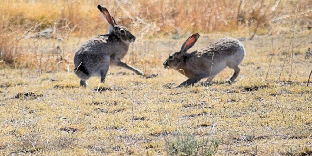 Highly contagious disease found in dead jackrabbits near Boise Airport