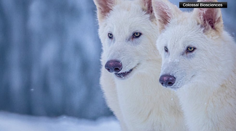 Extinct Giant Wolves Wolf species, extinct for 10,000 years, brought back to life
