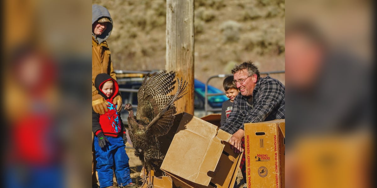 Fish and Game’s wild turkey repopulation success brings issues for ...