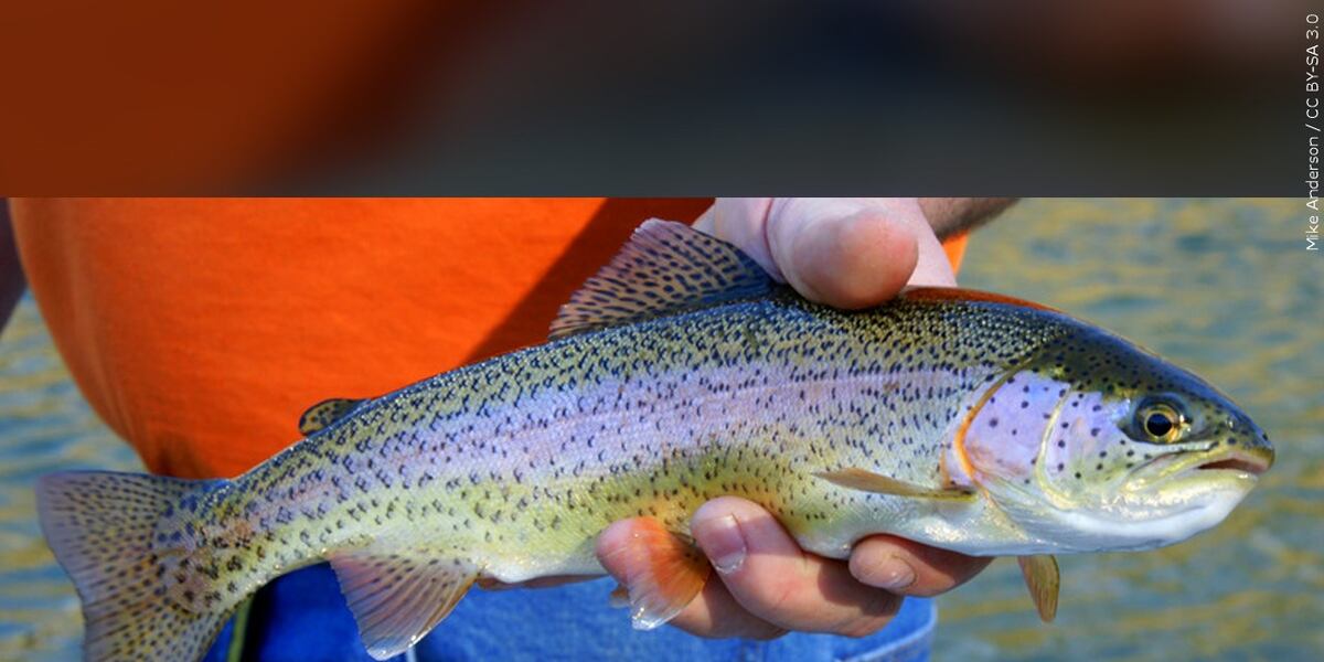 Idaho Fish And Game Announce April Rainbow Trout Stocking Schedule idaho-fish-and-game-announce-april-rainbow-trout-stocking-schedule