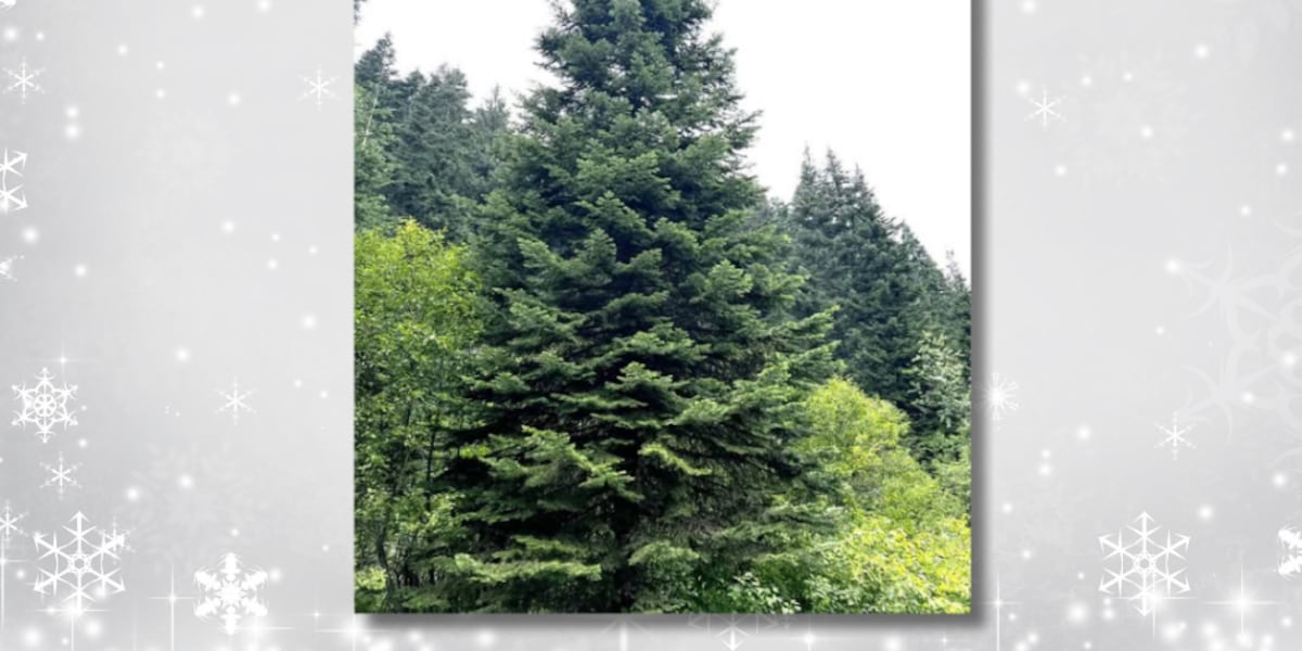 Exploding Tree Warning Map Idaho 4th graders can compete to help light U.S. Capitol Christmas Tree