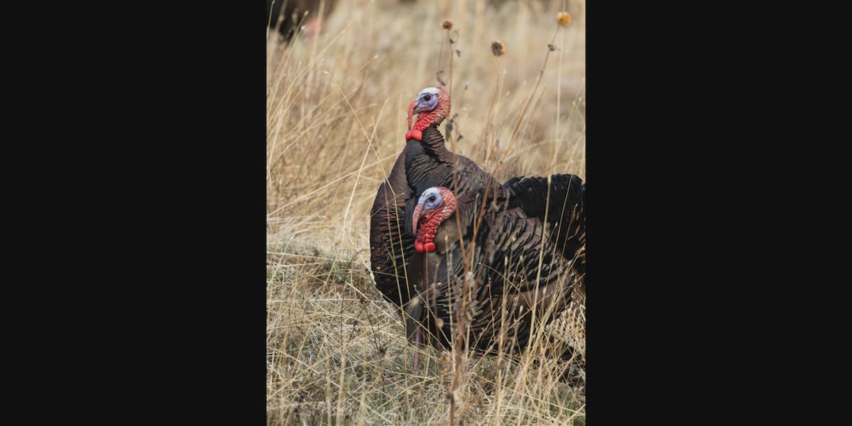 IDFG launches turkey tracker
