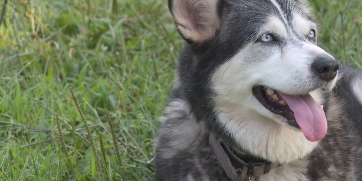 Dog saves owner from fire that destroyed his house: ‘She was terrified'