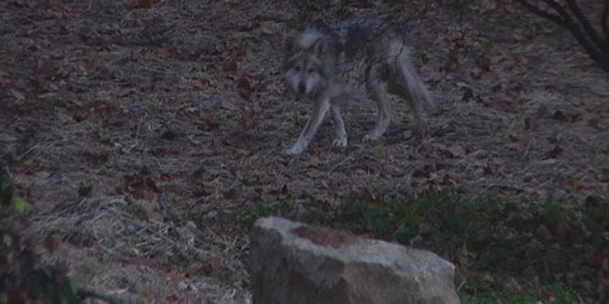 More than 50 Conservation Groups Want Federal Protections Restored to ...