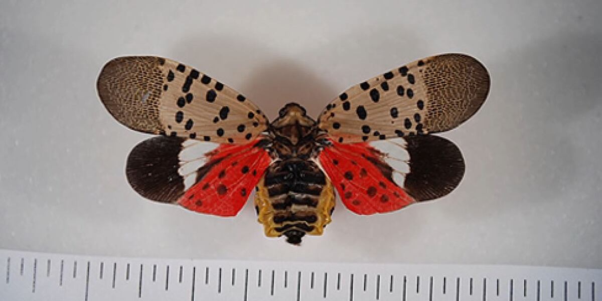 Certain Insects New app looks to help farmers identify insects