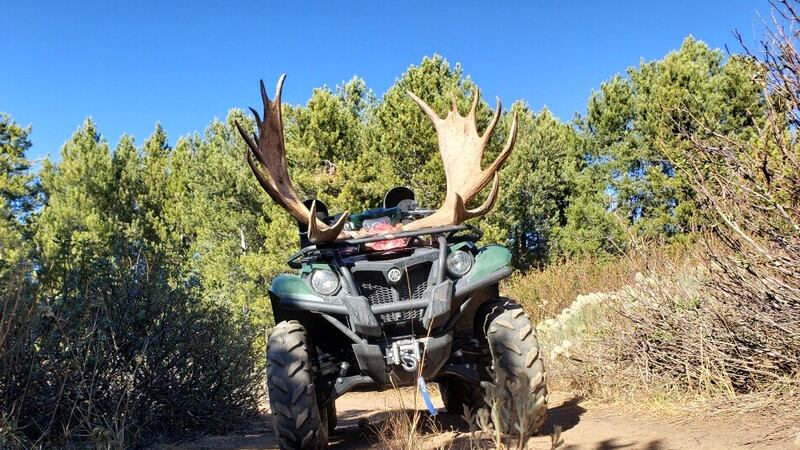 Idaho Department of Fish and Game seeks information after a bull moose was found dead and left...