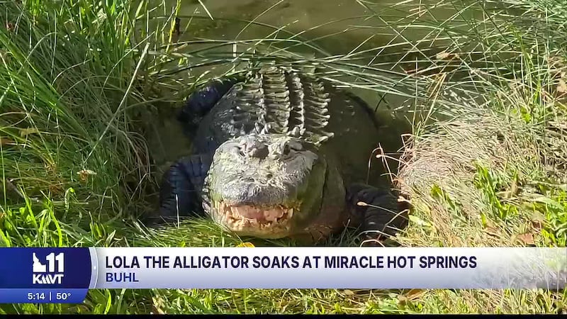 Lola the alligator has lived in the geothermal waters of Miracle Hot Springs since 2003