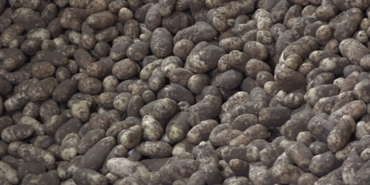 How the Idaho potato helped shape our country