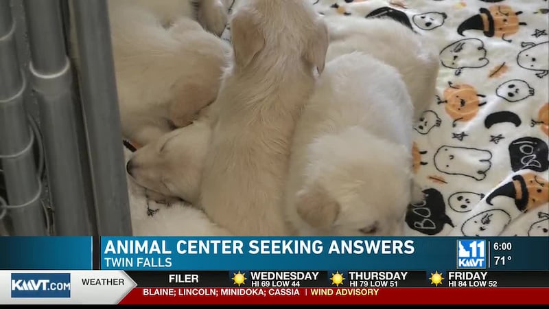 Nine puppies were abandoned in a blue tote outside the Twin Falls Animal Shelter before it...